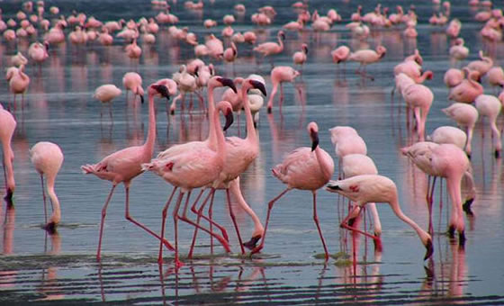 8 Days 7 Nights Kenya Safari Holiday package from Nairobi